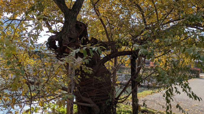 A Hiroshima, l'arbre "Giant Pussy Willow" a survécu au largage de la bombe en 1945, situé à environ 740 mètres de son hypocentre.
