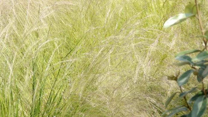 Stipa (3)