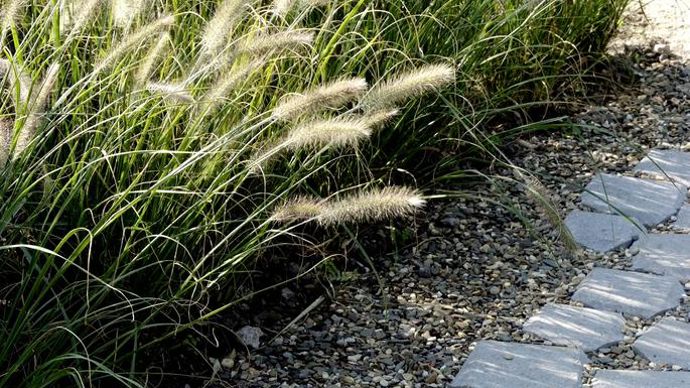 Pennisetum orientale (6)