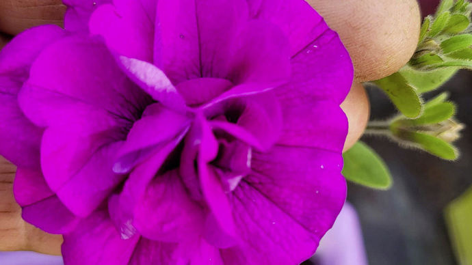Petunia ‘Doublet’, double pourpre à petites fleurs.