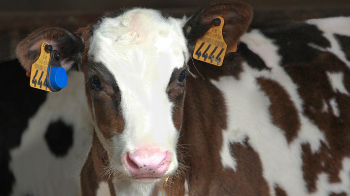 Une autre étoile pour MSD santé animale et Sensehub Dairy Youngstock, une solution de monitoring pour le suivi des veaux laitiers et des génisses, de leur naissance et pendant les douze premiers mois de vie. Accessible depuis l’application Sensehub, cet outil mesure des paramètres comme l’activité, la buvée, la rumination et l’ingestion. Les alertes reçues sur smartphone et la Led clignotante sur la boucle permettent de repérer les animaux facilement.