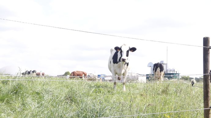 Les vaches pâturent juste à côté du chemin qui dirige les visiteurs vers la stabulation et la salle de traite.
