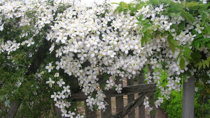 Clematis montana Spooneri