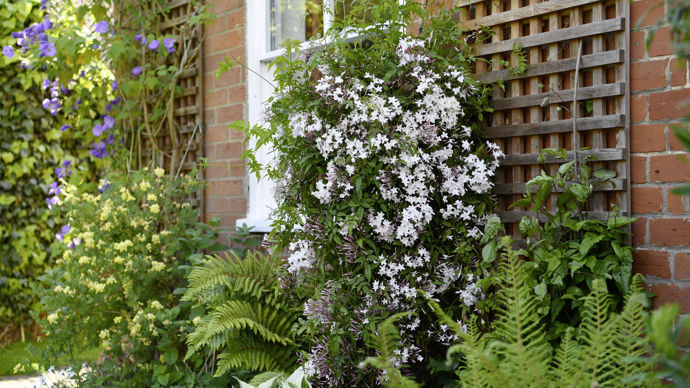 Jasminum x Starry® Night ‘Mormin 1201’