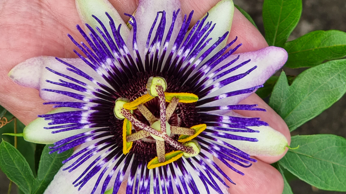 Passiflora Riverside® Damsel's Delight