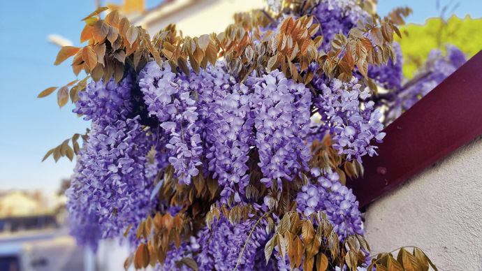 Wisteria sinensis Blue Line® ’Copper Leo’