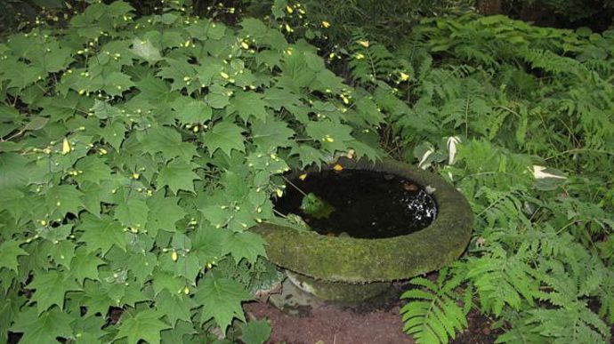 © Valérie Vidril Kirengeshoma palmata (fleur de cire), vivace d'ombre aux fleurs jaune crème (août à octobre) en forme d'entonnoir, rustique. 