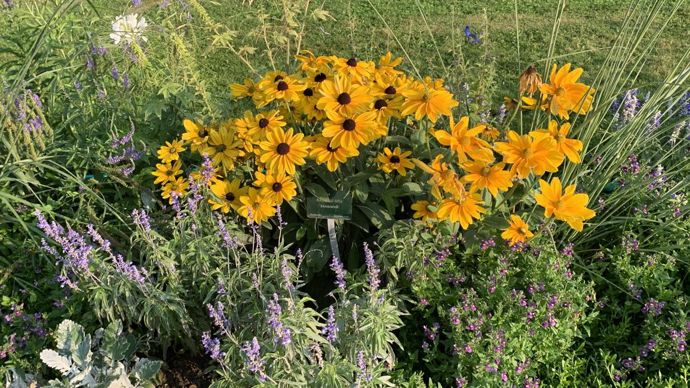 Rudbeckia hirta ‘Monteverdi’.