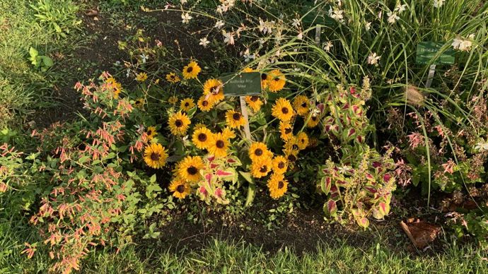 Rudbeckia hirta ‘Maya’.