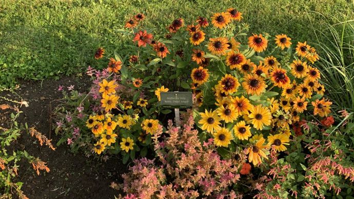 Rudbeckia hirta ‘Rustic Dwarf Mixed’.