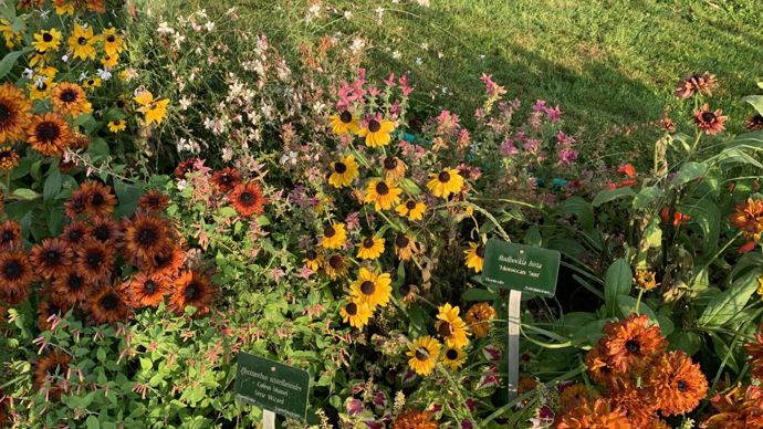 Rudbeckia hirta ‘Moroccan Sun’.