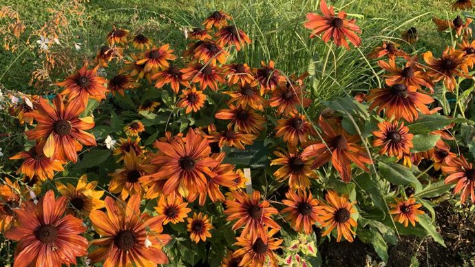 Rudbeckia hirta ‘Cappuccino’.