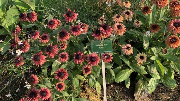 Rudbeckia hirta ‘Sahara’.