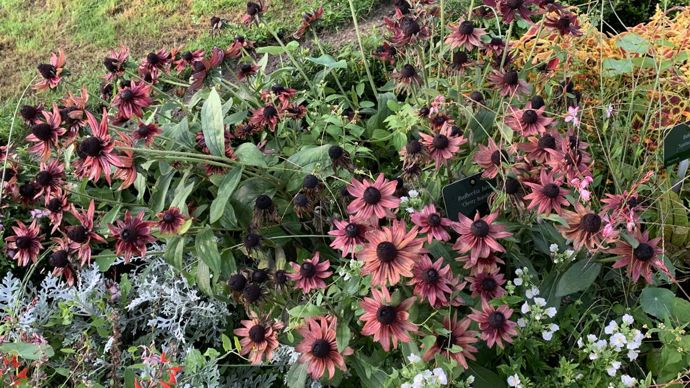 Rudbeckia hirta ‘Cherry Brandy’.