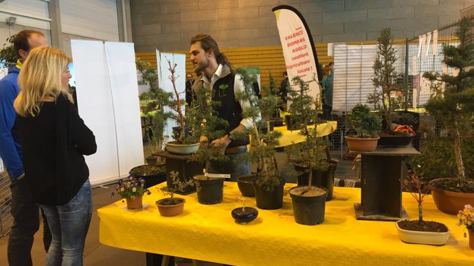 Des bonsaïs, pour un aperçu sur le patrimoine végétal. ©Odile Maillard