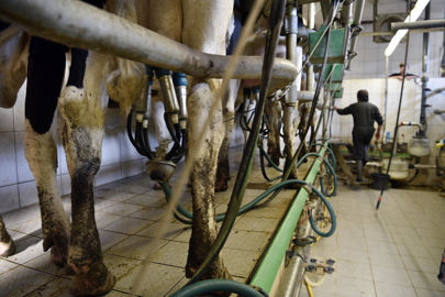 Faire plus de lait par vache et améliorer sa marge Faire plus de lait par vache et améliorer sa marge