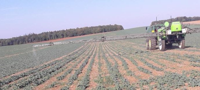 Targeted spraying test on weeds detected by drone in rapeseed