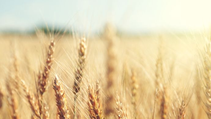 Réussir la récolte céréales 2017