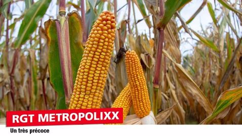 Parmi les variétés proposées pour les semis 2020, RGT Metropolixx reste une variété leader de la gamme RAGT Semences sur le créneau très précoce. Parmi les variétés proposées pour les semis 2020, RGT Metropolixx reste une variété leader de la gamme RAGT Semences sur le créneau très précoce.