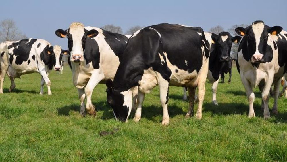 La filière laitière française est la meilleure, selon FranceAgriMer.  