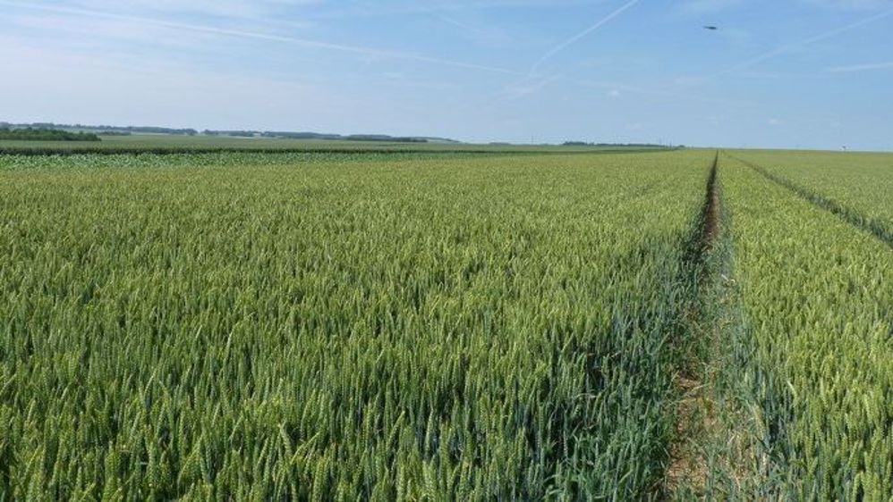 Avant la moisson 2019, les céréaliers avaient, en moyenne, un manque à gagner de 35 €/ha.