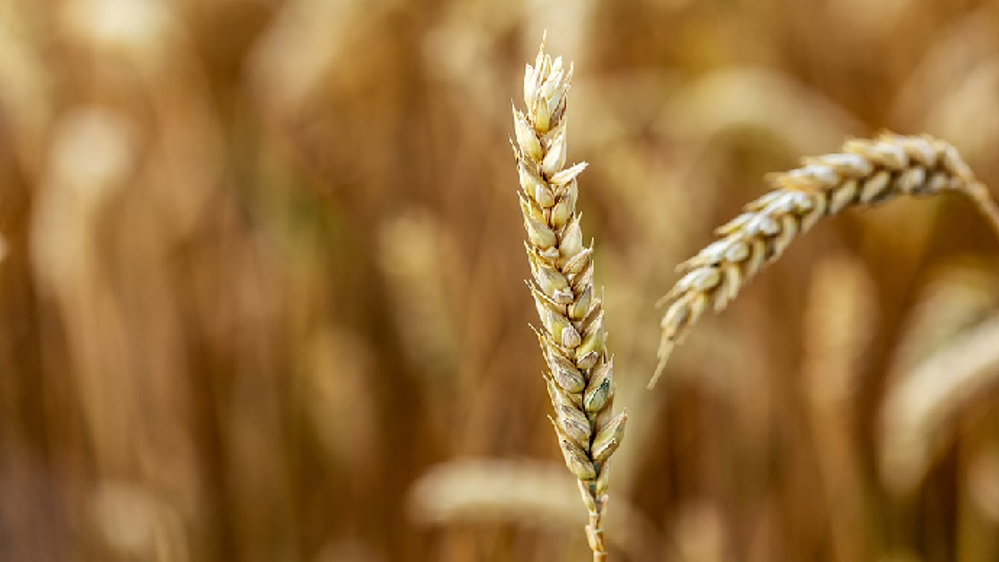 La chute des marchés financiers aspire les produits agricoles dans une spirale baissière, mais le blé tient bon depuis jeudi.
