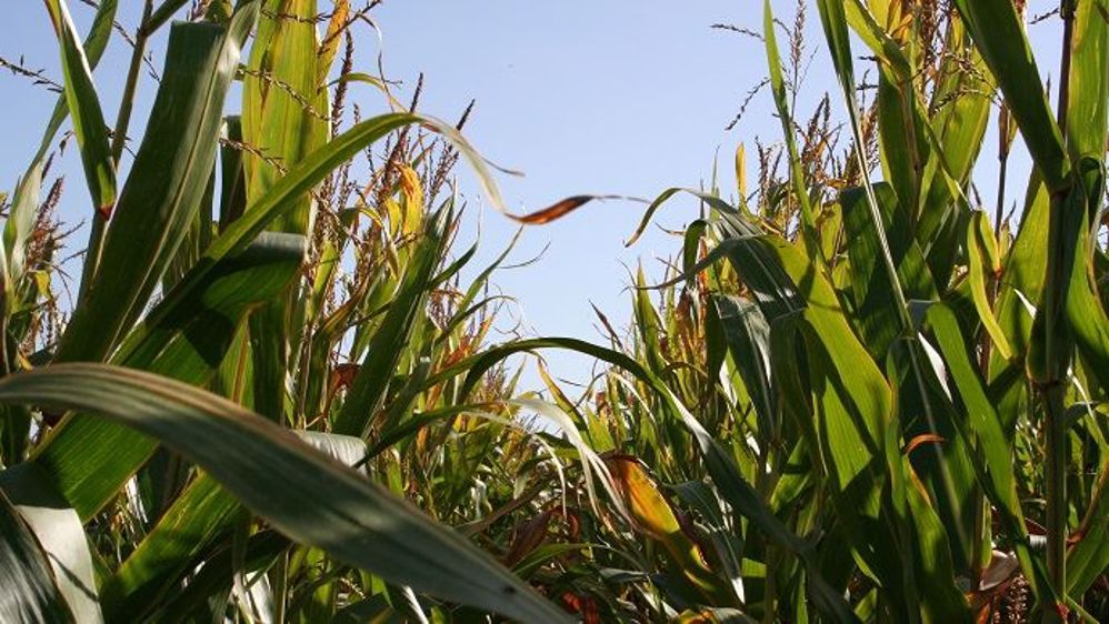 Ce projet présentera des « opportunités de croissance intéressantes », explique François-Xavier Masson, directeur des investissements chez Unigrains.