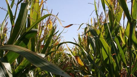 Ce projet présentera des « opportunités de croissance intéressantes », explique François-Xavier Masson, directeur des investissements chez Unigrains. Ce projet présentera des « opportunités de croissance intéressantes », explique François-Xavier Masson, directeur des investissements chez Unigrains.