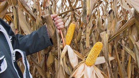L'intérêt technico-économique du maïs grain est indéniable dans les régions combinant sommes de températures élevées et bonne disponibilité en eau, précise Arvalis-Institut du végétal. L'intérêt technico-économique du maïs grain est indéniable dans les régions combinant sommes de températures élevées et bonne disponibilité en eau, précise Arvalis-Institut du végétal.