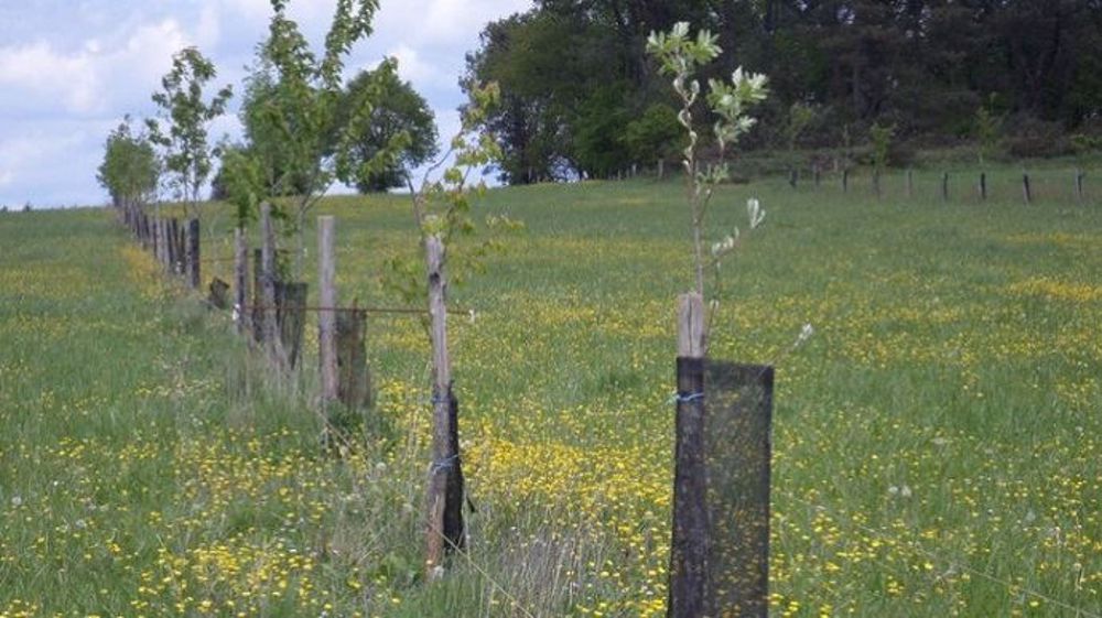 Les Chambres d'agriculture recommandent vivement « de se faire accompagner par un conseiller spécialisé » pour tout projet agroforestier. 