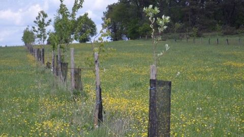 Les Chambres d'agriculture recommandent vivement « de se faire accompagner par un conseiller spécialisé » pour tout projet agroforestier. 