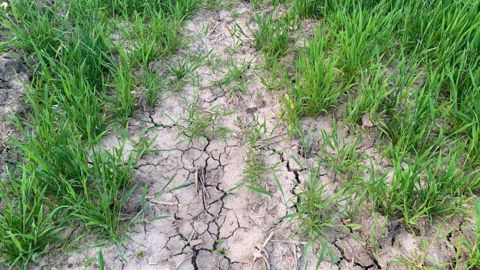 Aux États-Unis, les blés subissent un climat sec et froid.