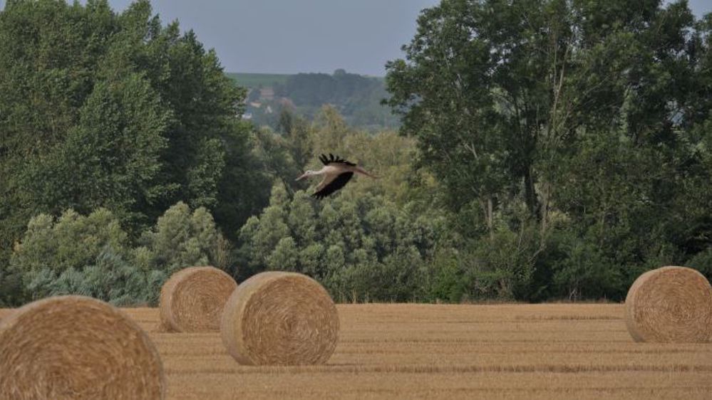 La Confédération paysanne invite, à la lumière de la crise, à repenser un modèle agricole plus durable (@rv59268