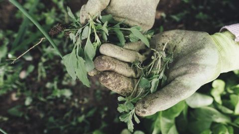 Le gouvernement a précisé le 24 mars le dispositif permettant à ceux qui le souhaitent de travailler en agriculture pendant le Covid-19.