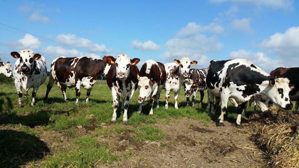 Pour Pierre Villiers, éleveur normand, comme pour la plupart des producteurs, il n'est pas aisé de réduire la production en cette période de l'année. 