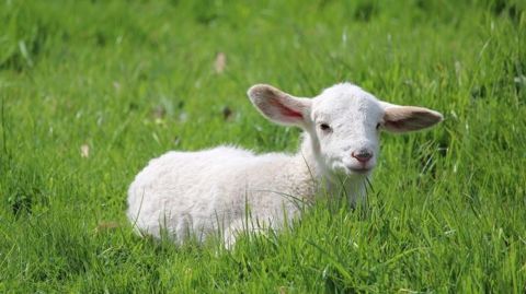 L'agneau, viande traditionnellement consommée à Pâques, souffre d'une baisse de consommation liée au coronavirus. L'agneau, viande traditionnellement consommée à Pâques, souffre d'une baisse de consommation liée au coronavirus.
