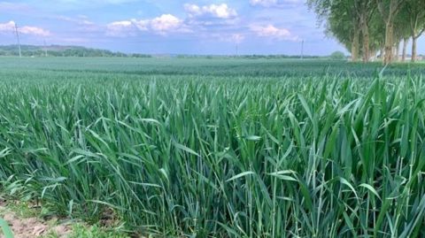 Les cultures de blé sont en nettement moins bon état que l'an dernier, d'après FranceAgriMer.
