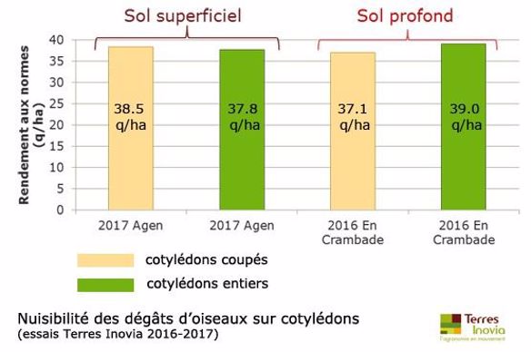Nuisibilité des dégâts sur cotylédons