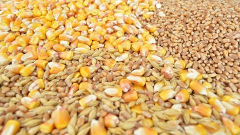 Le CIC réduit de 5 Mt la production mondiale de céréales pour la campagne 2020/21. Le CIC réduit de 5 Mt la production mondiale de céréales pour la campagne 2020/21.