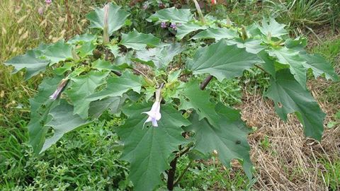 Outre son côté toxique, le datura exerce également une compétition importante vis-à-vis de la lumière, l'eau et les éléments nutritifs. Outre son côté toxique, le datura exerce également une compétition importante vis-à-vis de la lumière, l'eau et les éléments nutritifs.