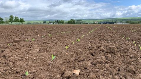 Les surfaces de maïs grain enregistrent cette année une hausse de 10,5 % par rapport à 2019 et de 12,1 % par rapport à la moyenne 2015-2019, Les surfaces de maïs grain enregistrent cette année une hausse de 10,5 % par rapport à 2019 et de 12,1 % par rapport à la moyenne 2015-2019,