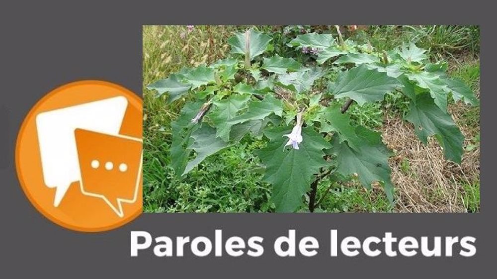 « Rotations, associations, plantes compagnes, sols couverts, réduction ou suppression du travail du sol me semblent des leviers intéressants » contre le datura, explique Cabeillade. 