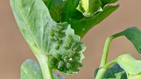 Le puceron vert (Acyrthosiphon pisum) affecte principalement le pois et la lentille.