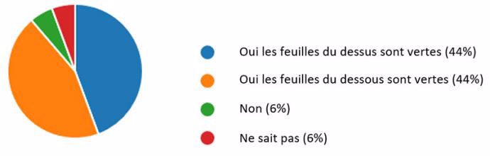 Les feuilles du dessus ou du dessous sont-elles vertes ?