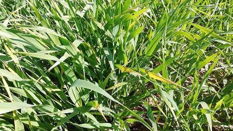 Observez-vous aussi des jaunissements sur céréales depuis quelques semaines ? Arvalis nous livre son premier diagnostic.