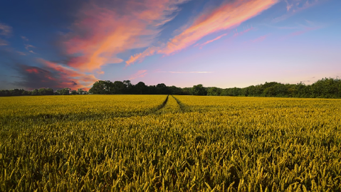 La production européenne de blé 2020 est attendue en baisse de 3,5 % comparé à la moyenne quinquennale.