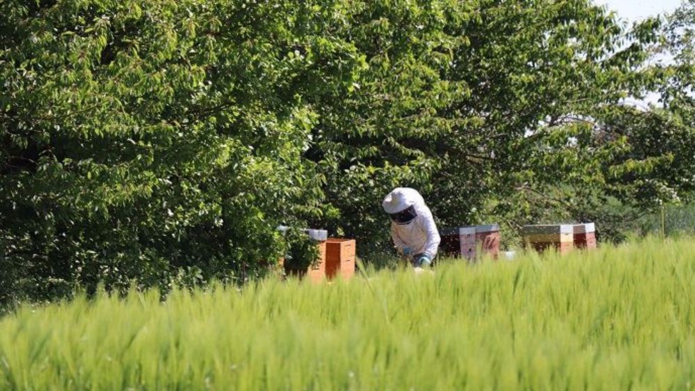 Ce réseau de ruches connectées va permettre « d’amener des éléments de connaissance objectifs sur les liens entre apiculture et agriculture », explique le réseau des Fermes Leader.
