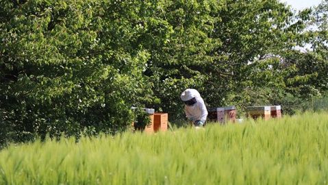 Ce réseau de ruches connectées va permettre « d’amener des éléments de connaissance objectifs sur les liens entre apiculture et agriculture », explique le réseau des Fermes Leader.