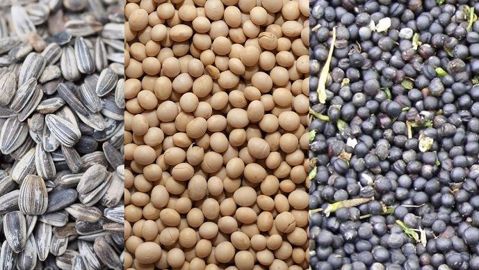 Le soja, le tournesol et le colza sont , avec le palme, les principales cultures oléagineuses produites dans le monde.