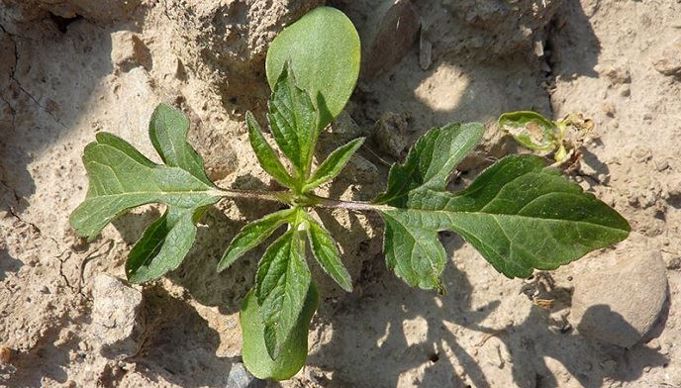 Plantule d'ambroisie trifide